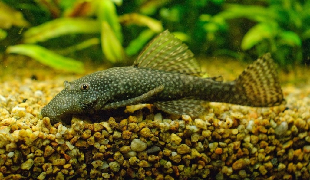 Сом ансциструс.jpeg Сом ансциструс.jpeg