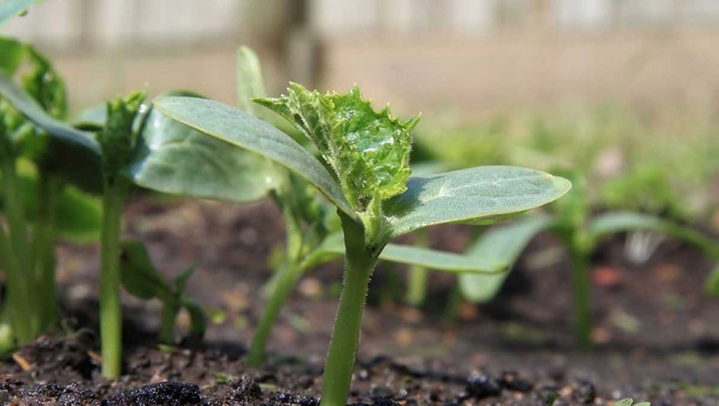 Рассада.jpg Рассада.jpg