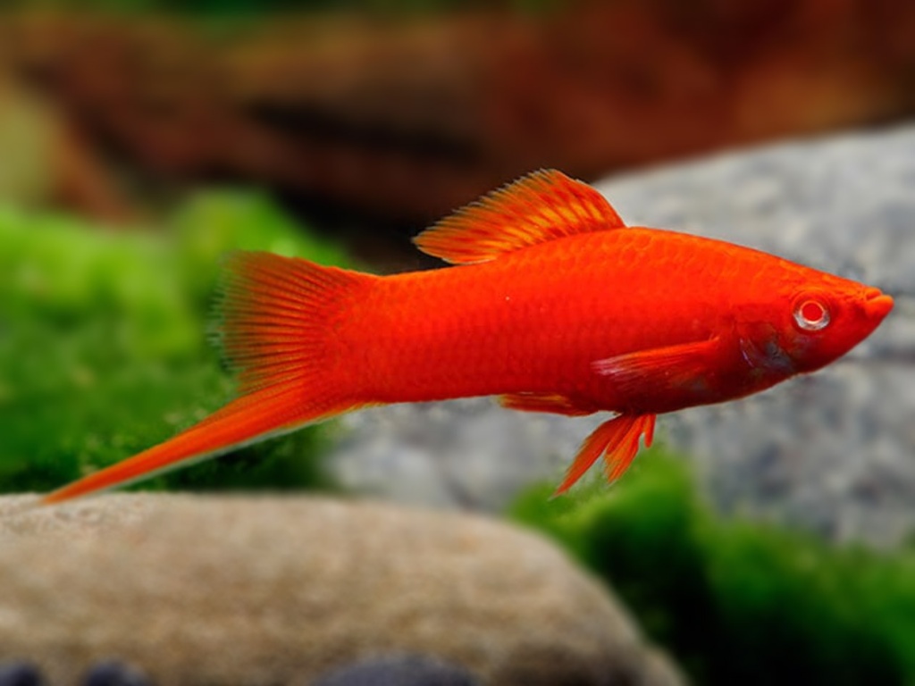 меченосец.jpg меченосец.jpg