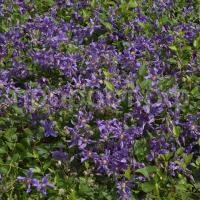 Clematis_Sizaia_Ptitsa