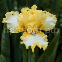 Бёртуистл Бёртуистл