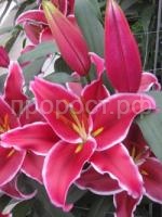 лилия вангелис лилия вангелис