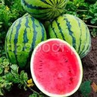 Без названия (4) Без названия (4)