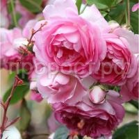 roza-pletistaya-zhasmin-1-sht-oks-700x700