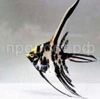 Скалярия микс Скалярия микс