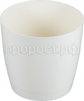 крокус сл к кр