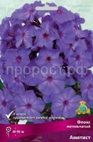 Флокс метельчатый Аметист