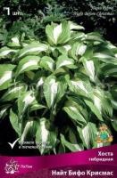 Хоста гибридная Найт Бифо Кристмас Хоста гибридная Найт Бифо Кристмас