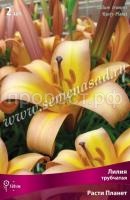 Лилия Трубчатая Расти Планет (14-16) 2 шт 706481