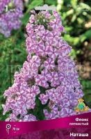 Флокс пятнистый Наташа Флокс пятнистый Наташа