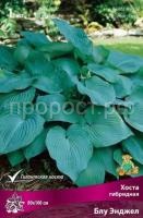 Хоста гибридная Блу Энджел Хоста гибридная Блу Энджел