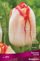 Тюльпан триумф Акварель_ Тюльпан триумф Акварель_