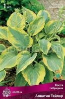 Хоста гибридная Алватин Тейлор-bordo Хоста гибридная Алватин Тейлор-bordo