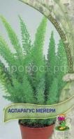 Аспарагус Мейери