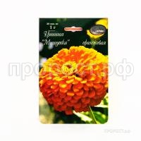 Цинния Мишутка оранжевая 201 Каприс