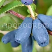 Без названия