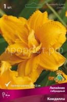 Лилейник гибридный Кондилла