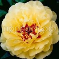 Без названия Без названия