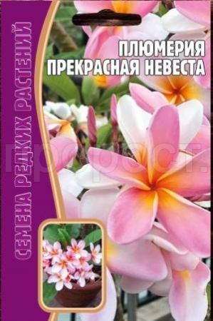 Плюмерия Микс 3 шт