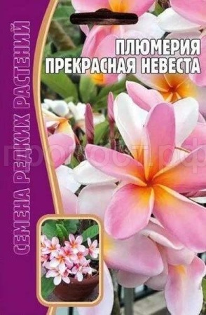 Плюмерия Прекрасная Невеста 3 шт